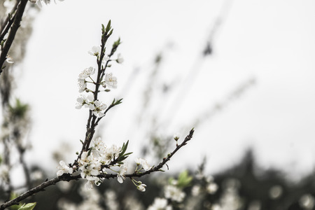 plum blossomの写真素材