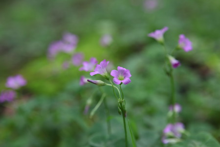 colse up Wood Sorrelの写真素材