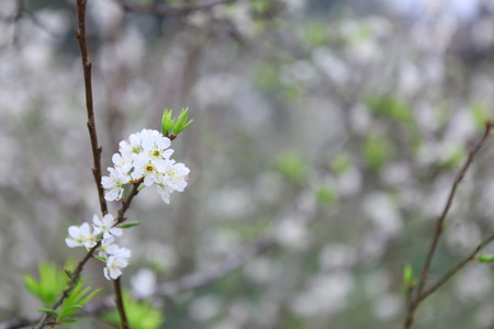 plum blossomの写真素材