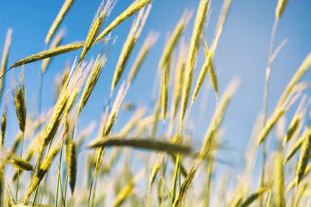 Golden wheat field at blue sky background. Rich harvest at sunny summer dayの写真素材