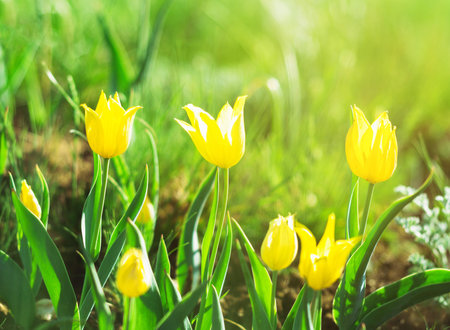 Yellow tulips in the meadow at sunlight background. Sunny summer day or morning with soft focusの写真素材