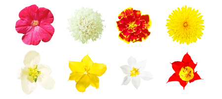 Set of top view of wild and garden flowers isolated on white background. Color and bright plants as decoration design elementsの写真素材
