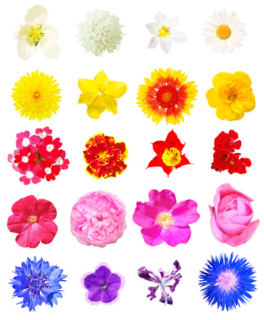 Set of top view of different colorful flowers isolated on white background. Color and bright plants as design elementsの写真素材