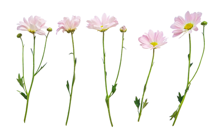 Set of flowers with stems isolated on white background. Collection of fresh floral design elementsの写真素材