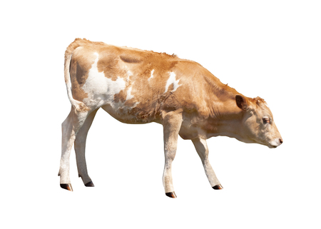 Side view of calf isolated on white background. Young cowの写真素材