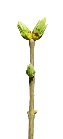 Green buds on tree branch isolated on white background.の写真素材