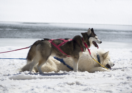 Side view of husky in dog sledge at white snow backgroundの写真素材