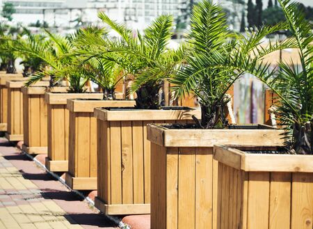 Row of palm trees in wooden stands. Urban outdoors decorationの写真素材