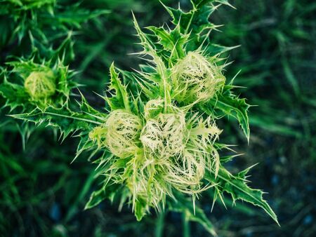 Top view of wild prickle plant with bur and flower budの写真素材