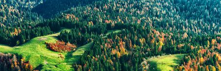 Aerial view of fir autumn forest and green meadows with color treesの写真素材