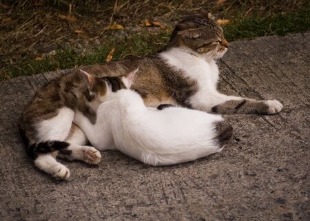 Adult cat feeding little kitty. Animal familyの写真素材