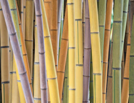 Forest with color bamboo stems. Natural tropical backgroundの写真素材
