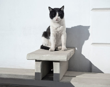 Black and white adult cat. Street animal with severe lookの写真素材