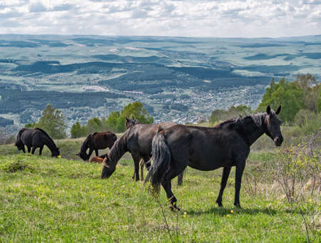 Group of grazing brown and black horses and foals on summer meadowの写真素材