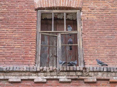 Group of pigeons sitting on window of old abandoned houseの写真素材