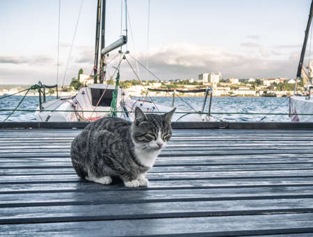 Adult cat sitting in sea port at boats and water backgroundの写真素材