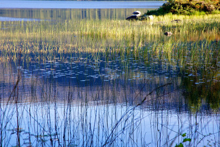 Reflections in a lake with water lillies and foliageの写真素材