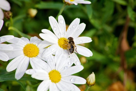 Bee busy pollenating a white flower with waterdrops.の写真素材