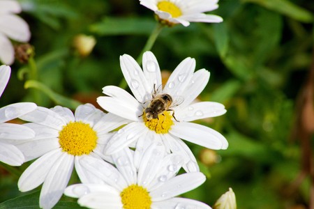 Bee with transparent wings gathering nectar.の写真素材