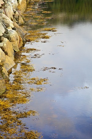 Seaweed gathered along a stone wall on the seasideの写真素材