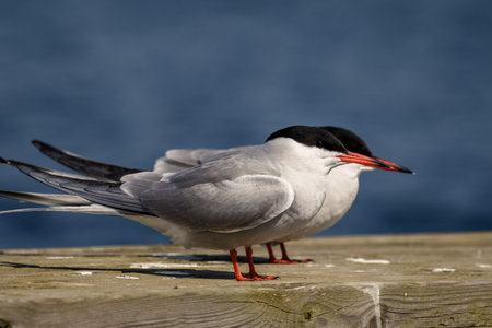 common terns (Sterna hirundo) sitting with blue sea backgroundの写真素材