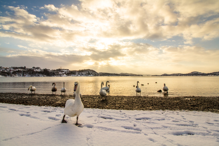 Mute swans in cold weather in Hamresanden, Norwayの写真素材