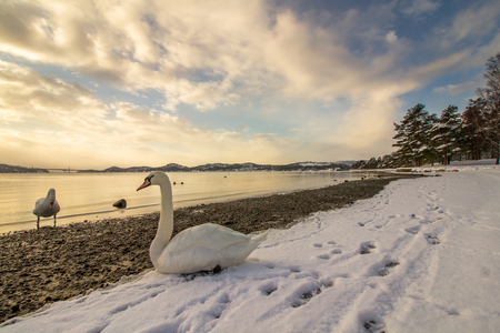 Mute swans in cold weather in Hamresanden, Norwayの写真素材