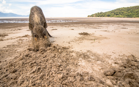 Bornean bearded pig Sus Barbatus on Bako national park beach searching for food in the sand, Kuching, Malaysia, Borneoの写真素材