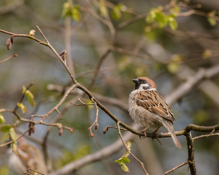 Tree sparrow - Passer montanus - sitting on branch with spring budsの写真素材