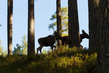 Moose or European elk Alces alces two calves silhouettes in forestの写真素材