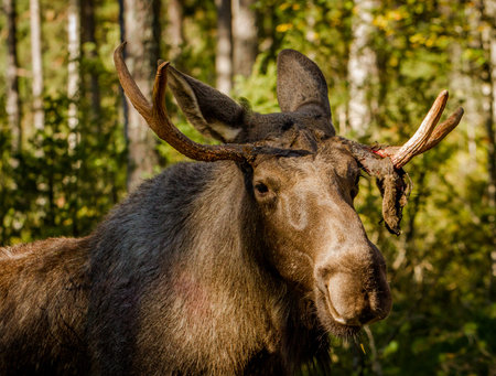 European elk or moose Alces alces bull with velvet antlersの写真素材