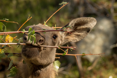 Moose or European elk Alces alces young calf eating leaves in forestの写真素材