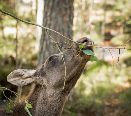 Moose or European elk Alces alces young calf eating leaves in forestの写真素材