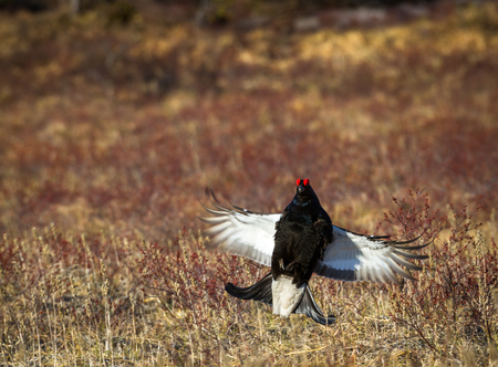 Black grouse - Tetrao tetrix - jumping at lek in Norwayの写真素材
