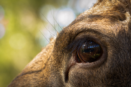 Moose or European elk Alces alces female eye close upの写真素材