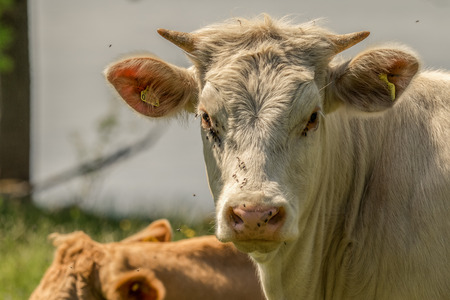 White cow with small horns, on green summer pasture in Sweden. Surrounded by many flies, in face, eyes and noseの写真素材