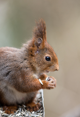 Cute young red squirrel eating sunflower seeds from a bird feederの写真素材