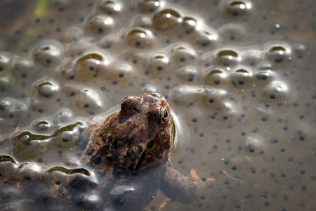 European common brown frog, Rana temporaria, male watching over the eggs, Baneheia Kristiansand Norwayの写真素材