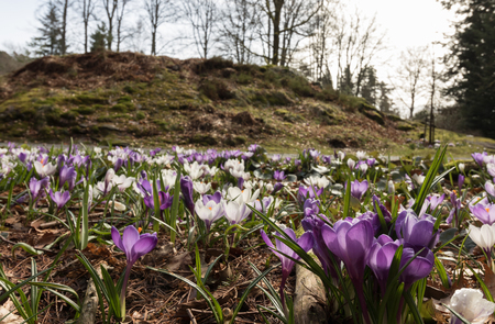 Colorful crocus on a meadow in spring, Norwayの写真素材
