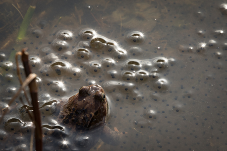 European common brown frog, Rana temporaria, male watching over the eggs, Baneheia Kristiansand Norwayの写真素材