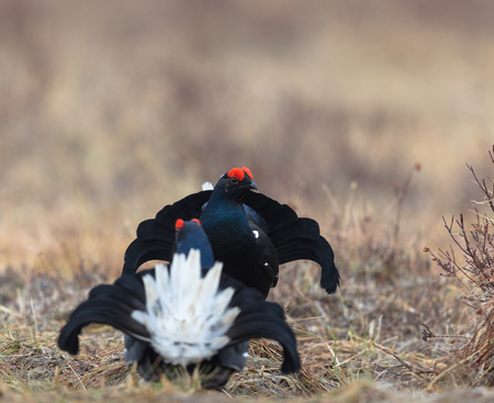 Lekking black grouses - Tetrao tetrix. Early morning in early April. Springtimeの写真素材