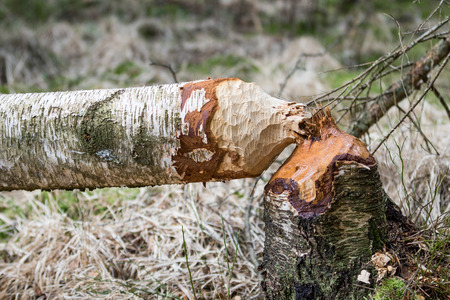 Fallen birch tree in woods gnawed by beaversの写真素材