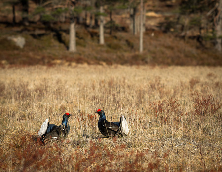 Two black grouse - Tetrao tetrix - lek in Norwayの写真素材