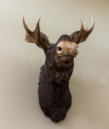 Stuffed moose head wall mount on white wallの写真素材