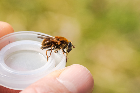 Hoverfly, Cheilosia chrysocoma, female, caught in a net for scientific reasons. Released and alive after.の写真素材