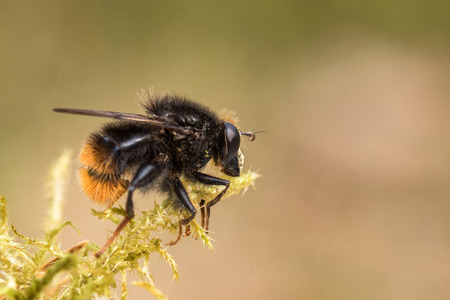 Hoverfly, Criorhina ranuculi, male, sitting on green moss with natural soft background, green and pinkの写真素材