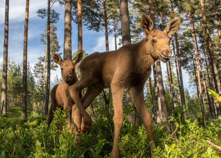 Mammals - young moose Alcesの写真素材