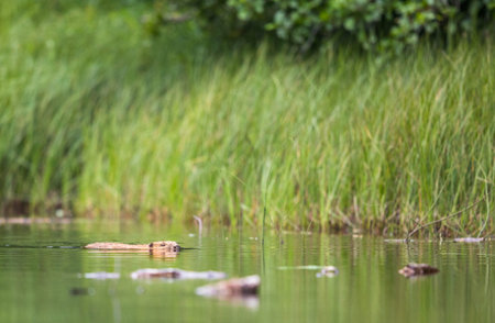 European Beaver, Castor fiber, sits in the river eating