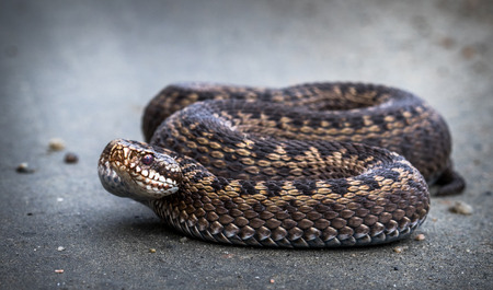 Snake, Common European Adder, Vipera berusの写真素材