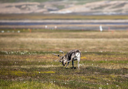 Svalbard reindeer in summer at Svalbardの写真素材